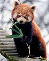 Panda červená
