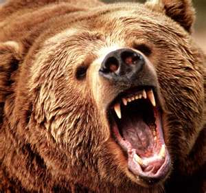 Medvěd grizzly