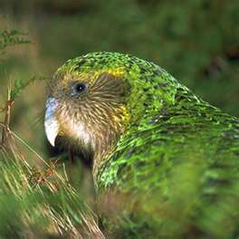 Kakapo