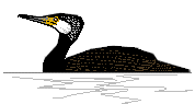 kormoran velký 